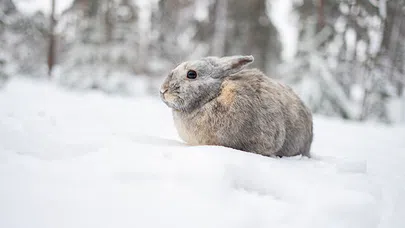 Hayvanların Soğuğa Uyum Stratejileri Nelerdir ?
