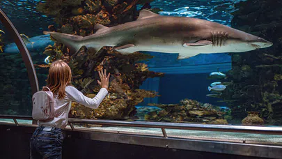 Balık Psikologları, Akvaryum Yaşamını Anlamak