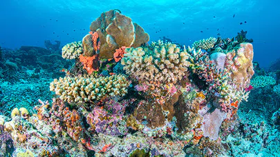 Mercan Cennetlerinde Renkli Dünyaların Keşfi