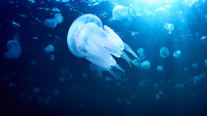 Dünya Okyanusları, Mavi Gezegenin Derin Suları