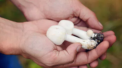 Avustralya'nın Işıldayan Sırrı, Keşfedilen Mantar Türleri