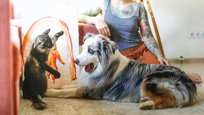 Evcil Hayvanlara Yönelik Veteriner Onkolojisi Nedir ?