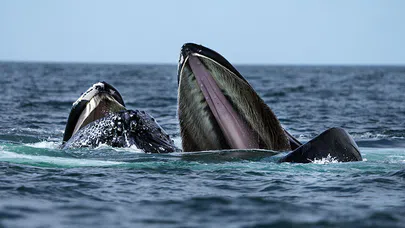 Antarktika'nın Buzulları Altında Gizlenen Dev Balinalar