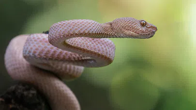 Dünyanın En Zehirli Hayvanları,Doğanın Efendileri