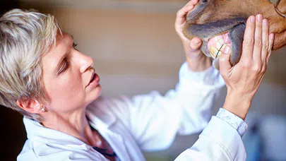 Hayvanların Hormonal Sağlığını Koruyan Uzmanlar