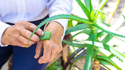 Aloe Vera'nın İnanılmaz Faydaları, Doğanın Mucizesi