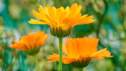 Aynısefa Bitkisinin Çeşitliliği, Sağlık ve Güzellik İçin Sonsuz Potansiyel