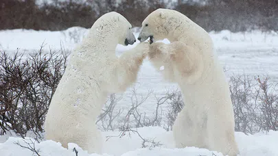 Kutup Ayılarının Küresel Isınmaya Uyum Sağlama Mücadelesi