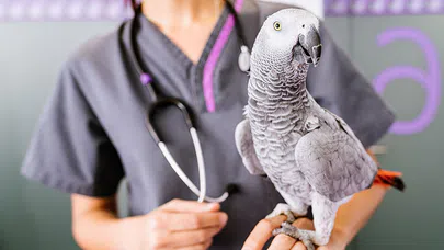 Kuş Sağlığı ve Veteriner Avian Uzmanlarının Önemi