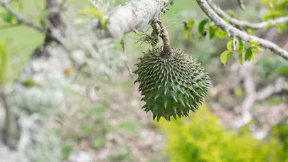 Eşek Dikeninin Sağlık Üzerindeki Olumlu Etkileri