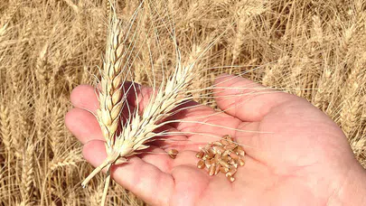 Türkiye'nin Buğday ve Un İhracatında Büyük Hedefler