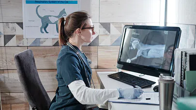 Veterinerlik Hizmetlerinin Kalitesi ve Erişilebilirliği