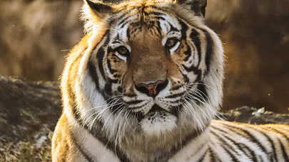 Nesli Tehlike Altındaki Hayvan Türleri