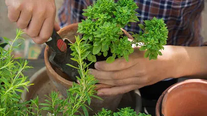 Saksılarda Yetiştirilebilecek Sağlık Dolu Otlar