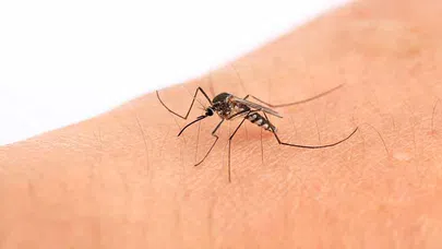 Sivrisinek Isırıklarına Karşı Doğal ve Etkili Çözümler