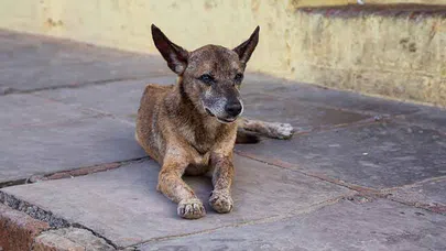 Sokak Hayvanlarının Yaşam Kalitesini Artırmanın Yolları