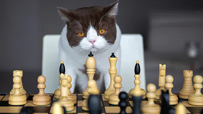 Hayvanların Bilinmeyen Zeka Dünyası