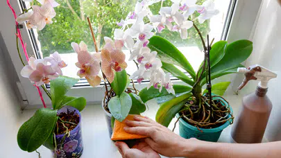 Orkide Bakımında Ustalaşmak