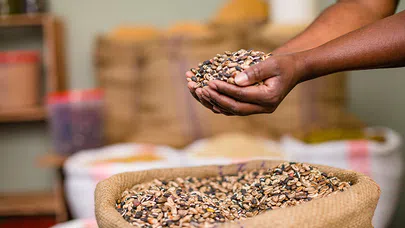 Yerel Tohumlara Dönüş, Tarımda Ata Tohumu Hareketi