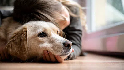 Evcil Dostların Gücü, Hayatımıza Getirdikleri Huzur