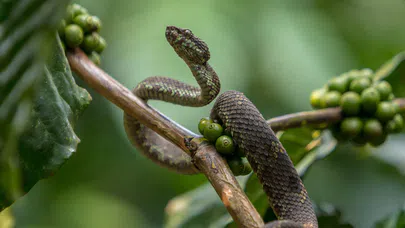 Zehirli Yılanlar ve İlaç, Tıp Dünyasına Katkıları