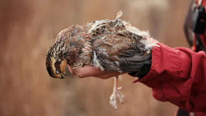 Yaralı Kuşları Tedavi Edip Doğaya Geri Bırakmak