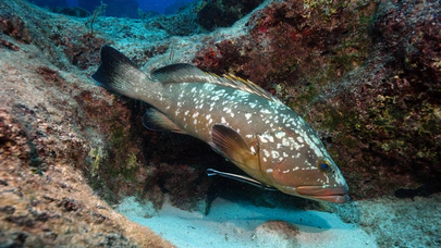 Nesli tehlikede olan orfoz Kaş açıklarında görüntülendi