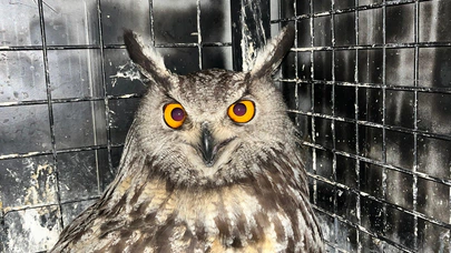 Erzurum’da yaralı puhu tedavi altına alındı