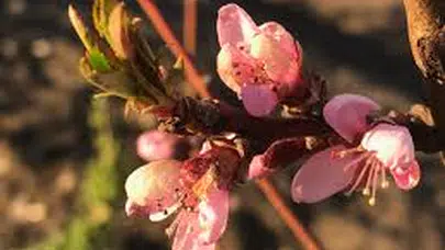 Hıdırellez ruhu canlanıyor! İşte uğurlu dilek pratikleri