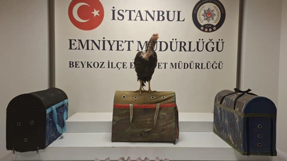 Beykoz’da horoz dövüşüne 194 bin lira ceza