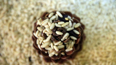 Aydın çam fıstığına AB’den coğrafi işaret