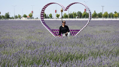 Karatay Lavanta Bahçesi 500 bin ziyaretçi bekliyor