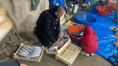 Sinop'un Türkeli İlçesinde Balıkçılar Gecede 3 Bin 200 Palamut Avladı