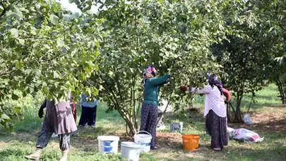 Düzce'de Üretim Patladı! Avrupa Ülkeleri Sıraya Girdi, 15 Bin Ton Satın Aldılar