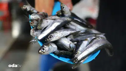 Tezgahlarda Hamsi Şenliği: Fiyatlar 70 Liraya Düştü