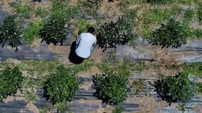 Trabzon'da Dededen Kalma Araziyi 5 Kat Artırdı: Kilosu 500 TL'den Satılıyor