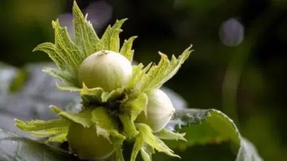 Türkiye'den 1,6 Milyar Dolarlık Fındık Satışı! Rakamlar Dudak Uçuklattı