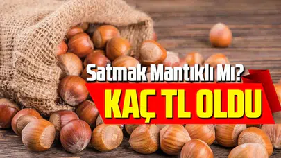 Fındık Fiyatları Bugün Ne Kadar? Güncel Fındık Piyasası Analizi