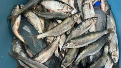 İnci Kefalinin Nesli Ciddi Tehdit Altında: Tür Yok Olabilir