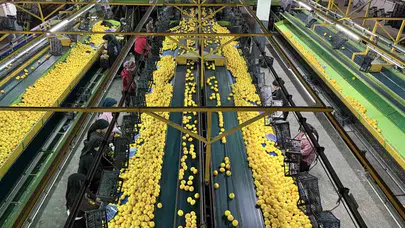 Yeni Yıl Öncesi Narenciyede Yoğun Hasat Süreci