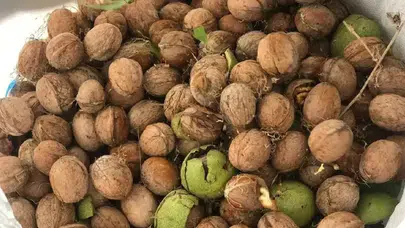 Erzincan'da Ceviz Hasadı Başladı: Kilosu 200 Liraya Satılıyor