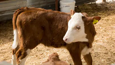 Buzağı Desteği Ne Zaman Ödenecek? 2025 Başvuruları Başladı, İşte Tarihler