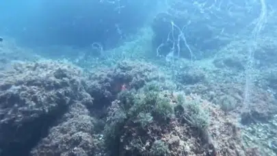 Marmara Denizi'nde Müsilaj Tehdidi: Uzmanlardan Acil Önlem Çağrısı