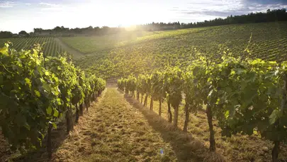 Antep Fıstığından Elmaya 16 Ürün İçin Destek! İşte Ödeme Planı