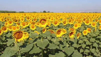 Ayçiçek Alım Fiyatları Güncellendi