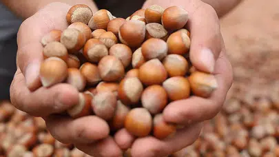 18 Ocak 2026 Samsun Fındık Fiyatları: Çarşamba ve Terme Serbest Piyasa