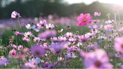 Cemre Düşme Takvimi 2026: İlk Cemre Ne Zaman ve Nereye Düşecek?