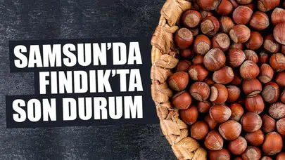 15 Şubat 2026 Pazar Fındık Fiyatları Ne Durumda? Samsun'da Fındık Fiyatları Yükseliyor Mu?