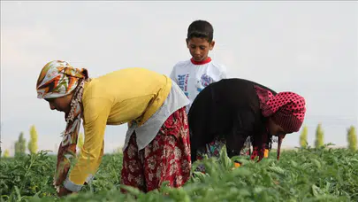 Tarım İşçileri Ücretleri 2025 Yılında Rekor Seviyeye Ulaşıyor