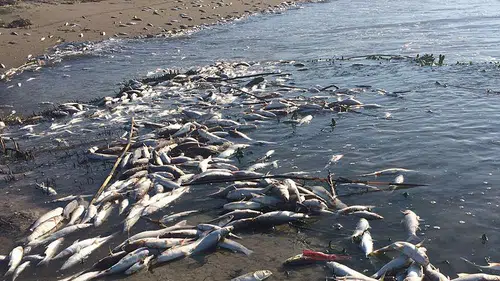 Mersin’de kıyıya vuran kefaller endişe yarattı